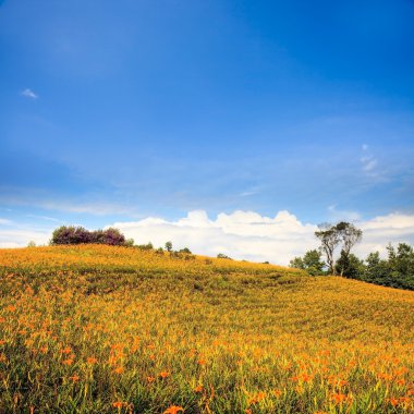 altmış stone Mountain daylily çiçek