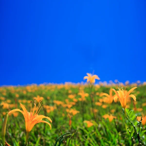 Дневной цветок на шестидесяти каменных горах — стоковое фото