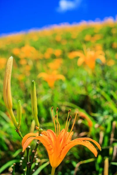 Taglilie blüht auf sechzig Steinberg — Stockfoto