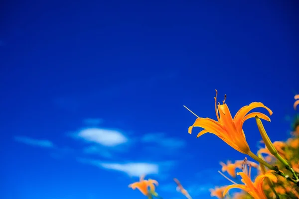 Daylily flower at sixty stone mountain — Stock Photo, Image