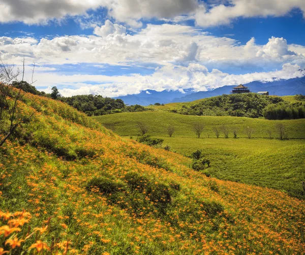 Daglelies bloem bij zestig stone mountain — Stockfoto