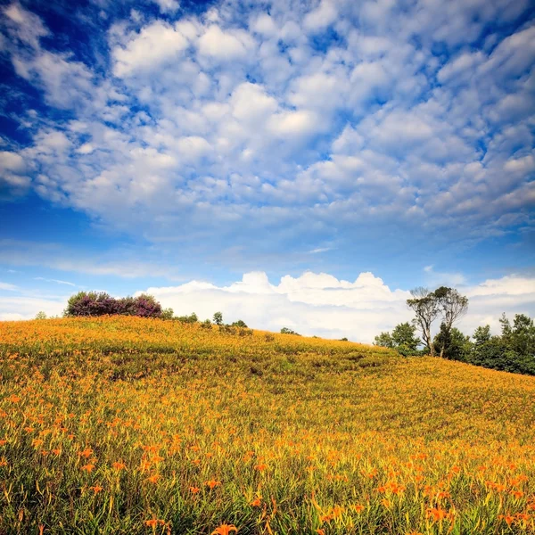 Flor de día en la montaña de sesenta piedras — Foto de Stock