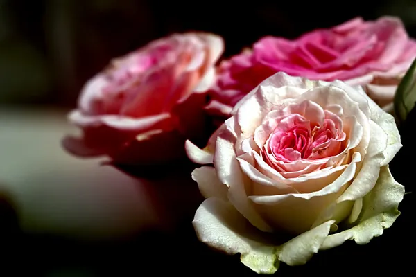 Natürliche Rosen Hintergrund — Stockfoto