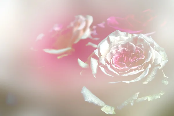 Natural roses background — Stock Photo, Image