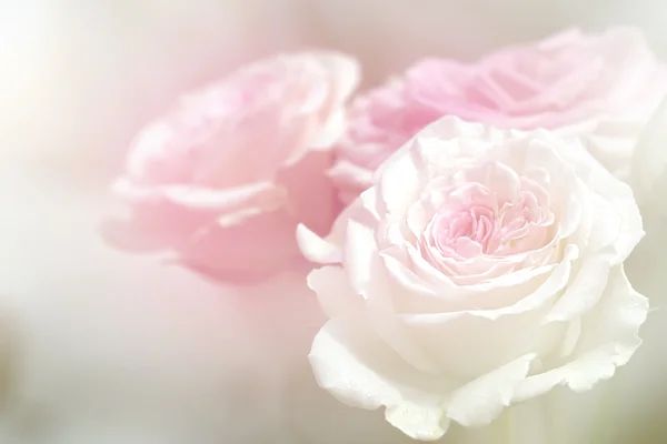 Естественный фон роз — стоковое фото