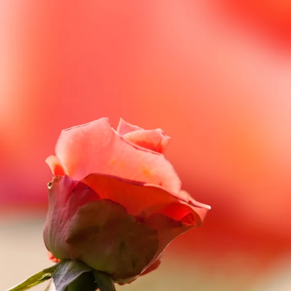 Naturliga rosor bakgrund — Stockfoto