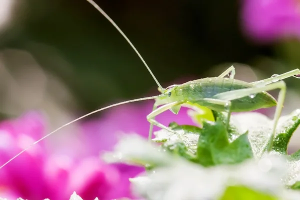 Sauterelle différentielle mangeant une feuille — Photo