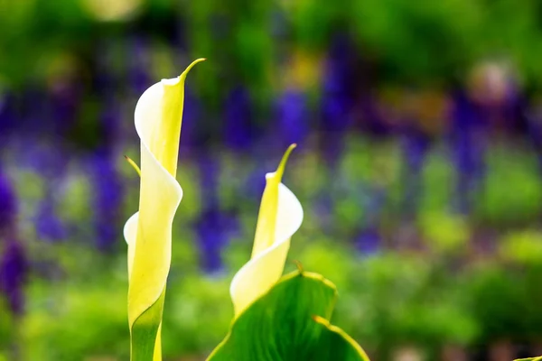Calla lily field — Stock Photo, Image