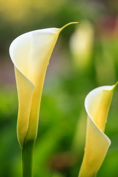 Calla lily field — Stock Photo, Image