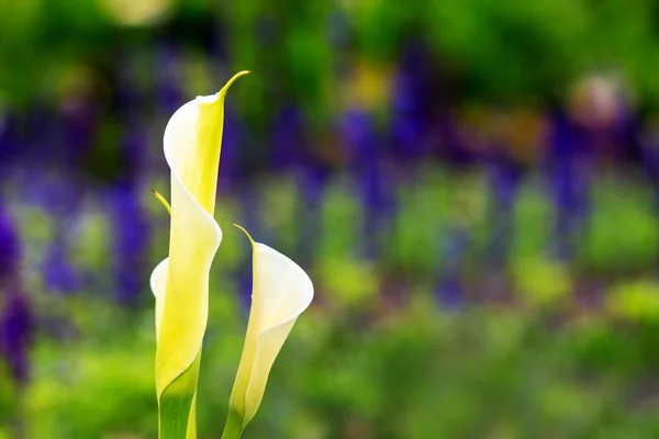Calla lily fältet — Stockfoto