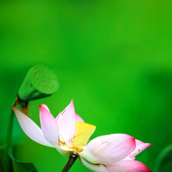 Bonito rosa waterlily ou flor de lótus na lagoa — Fotografia de Stock