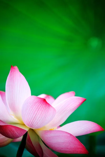 Beautiful pink waterlily or lotus flower in pond — Stock Photo, Image