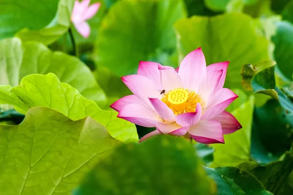 Beautiful pink waterlily or lotus flower in pond — Stock Photo, Image