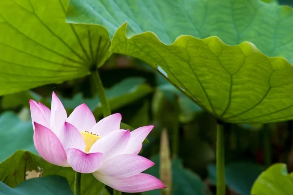 Belle fleur rose de nénuphar ou lotus dans l'étang — Photo