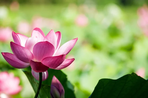 Beautiful pink waterlily or lotus flower in pond — Stock Photo, Image