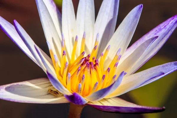 Beautiful pink waterlily or lotus flower in pond — Stock Photo, Image