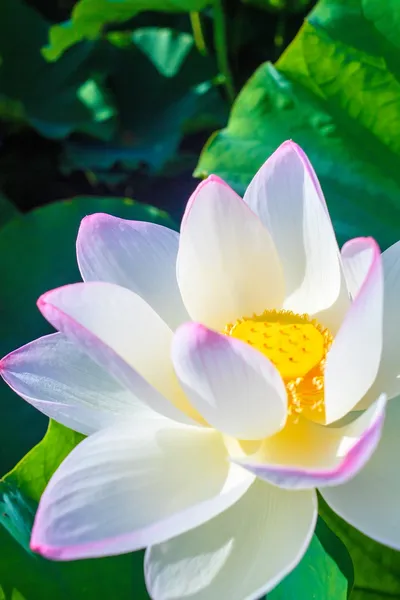 Närbild på lotus kronblad med copyspace — Stockfoto