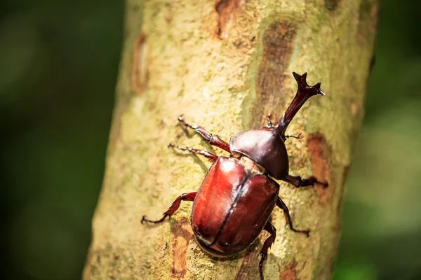 Rhinoceros beetle — Stockfoto