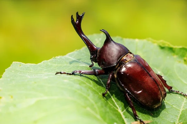 Escarabajo rinoceronte — Foto de Stock