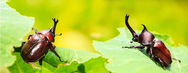 Rhinoceros beetle — Stockfoto