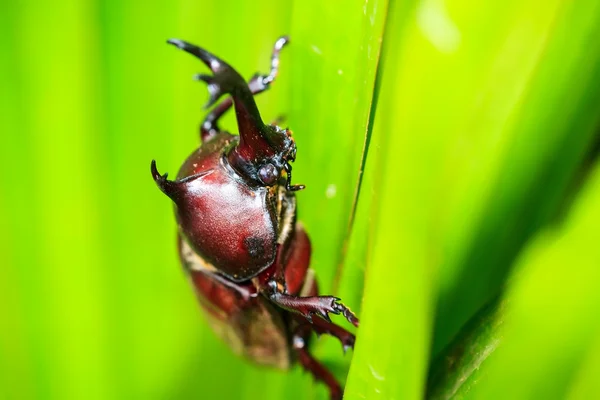Rhinoceros beetle — Stockfoto
