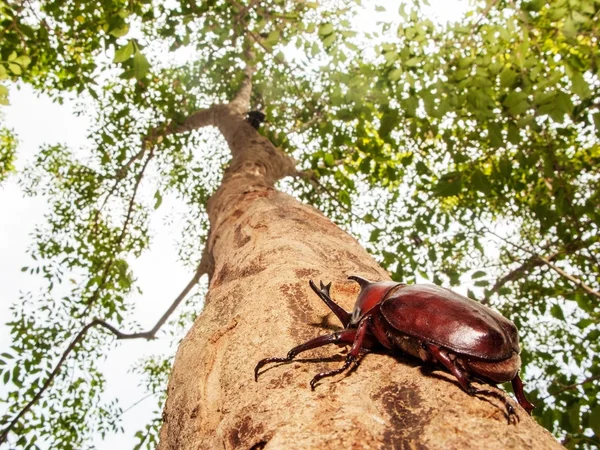 Escarabajo rinoceronte —  Fotos de Stock