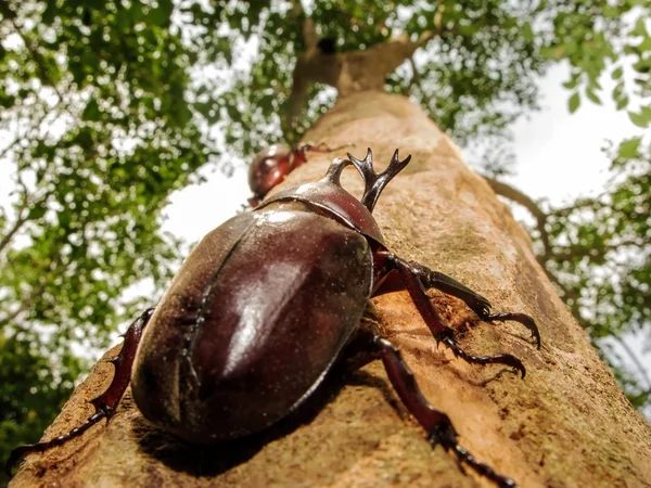 Rhinoceros beetle — Stockfoto