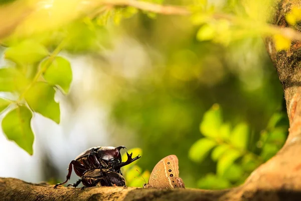 Nosorożec beetle — Zdjęcie stockowe