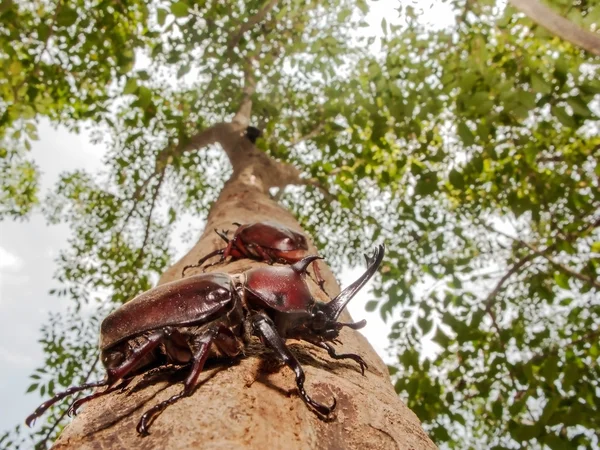 Nosorożec beetle — Zdjęcie stockowe