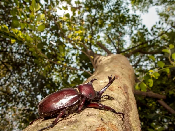 Nosorożec beetle — Zdjęcie stockowe