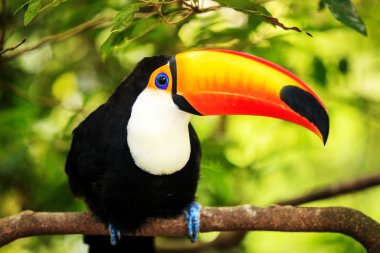 Colorful tucan in the aviary clipart