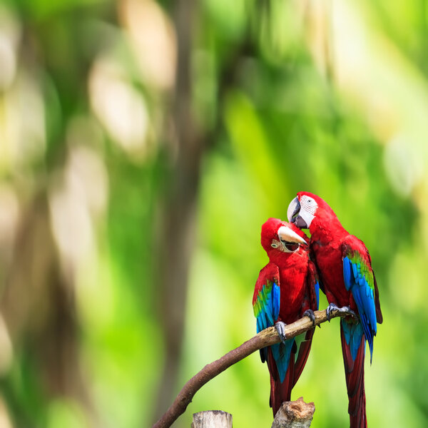 The potrait of Blue & Gold Macaw