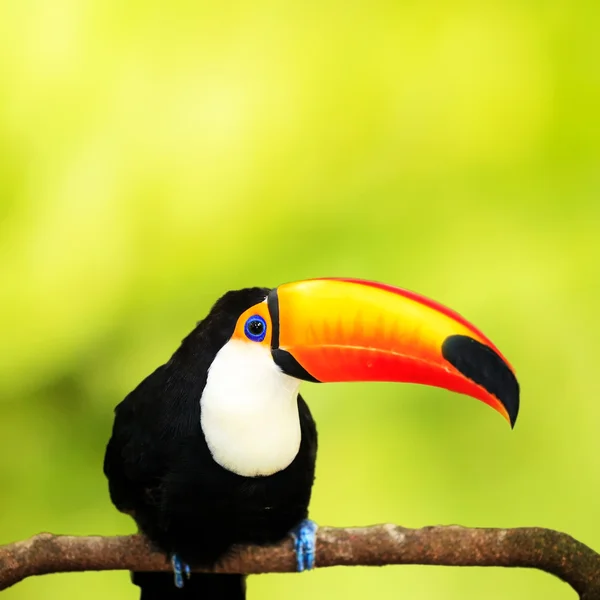 Kleurrijke tucan in de volière — Stockfoto