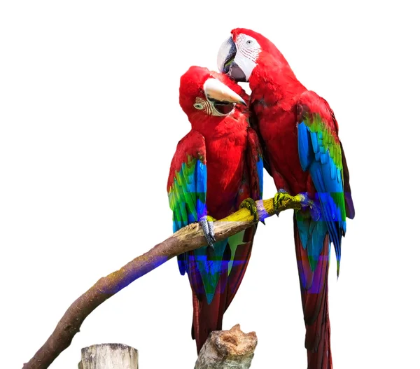 Il ritratto di Blue & Gold Macaw — Foto Stock