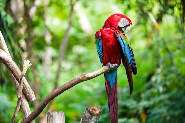 Trait z niebieskiego i złotego macaw — Zdjęcie stockowe