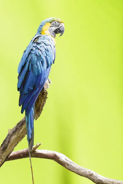 Potrait av blått & guld macaw — Stockfoto