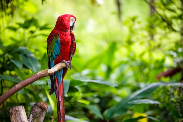 Trait z niebieskiego i złotego macaw — Zdjęcie stockowe