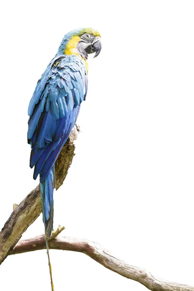 Trait z niebieskiego i złotego macaw — Zdjęcie stockowe