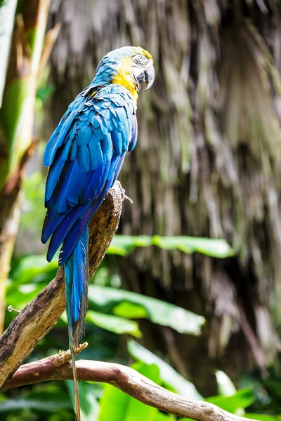 El rasgo de guacamayo azul y oro — Foto de Stock