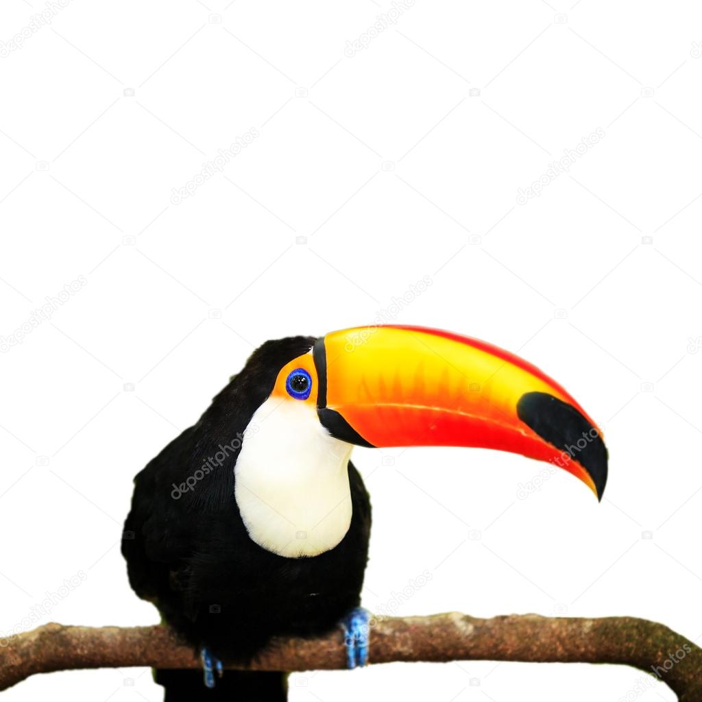 Colorful tucan in the aviary