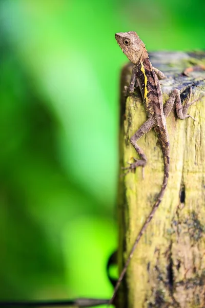 Lizard with nice background — Stock Photo, Image