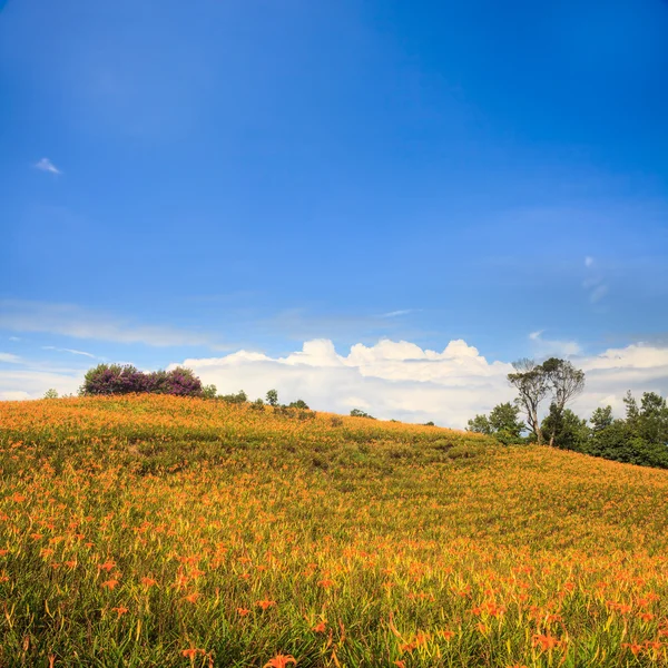 Fioritura diurna a sessanta Stone Mountain a Taiwan — Foto Stock