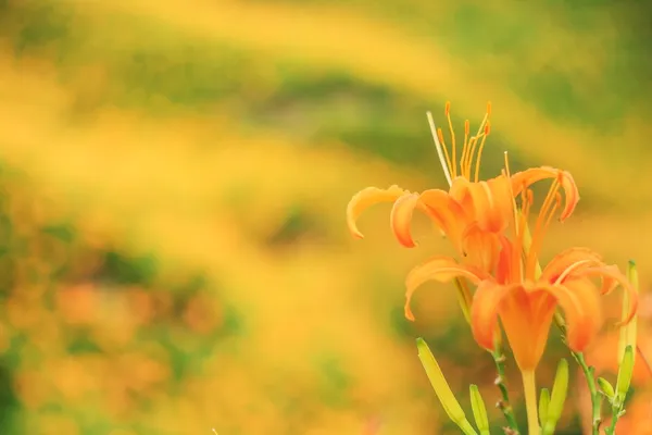 黄花菜在六十石山在台湾 — 图库照片