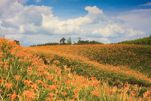 Flor de día en sesenta Stone Mountain en Taiwán — Foto de Stock