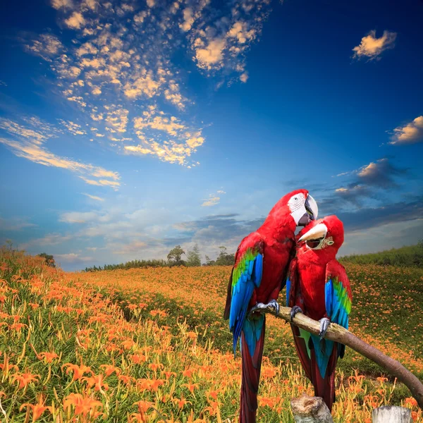 Potrait av blått & guld macaw — Stockfoto