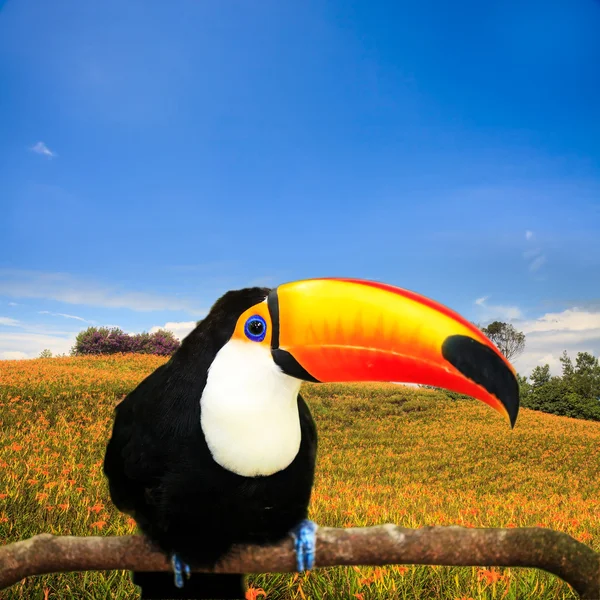 Kleurrijke tucan in de volière — Stockfoto