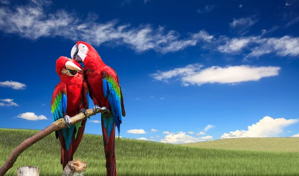 O potrait de Blue & Gold Macaw — Fotografia de Stock