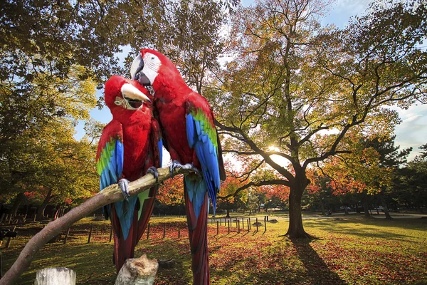 Trait z niebieskiego i złotego macaw — Zdjęcie stockowe