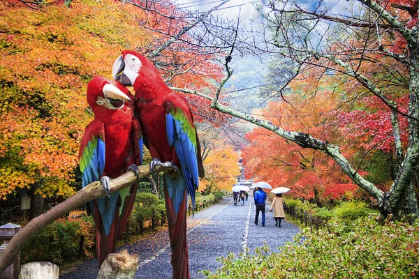 Potrait av blått & guld macaw — Stockfoto