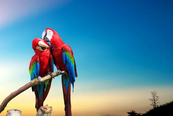 Trait z niebieskiego i złotego macaw — Zdjęcie stockowe